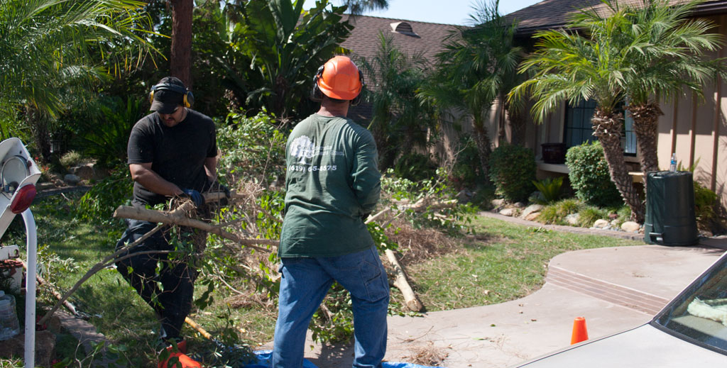 Considerate Tree care employess removing the Tree left overs