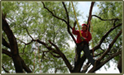 Tree Services / Tree Trimming at Work